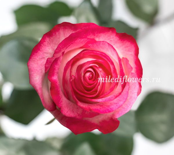 Роза классическая High & Candy